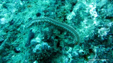 Fireworm