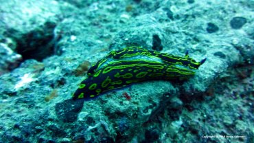Nudibranch