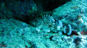 Scorpion Fish
