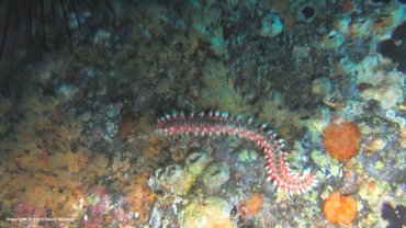 Fireworm