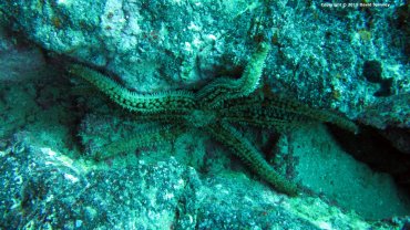 Starfish