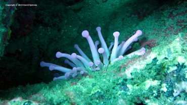 Anemone