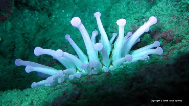 Anemone