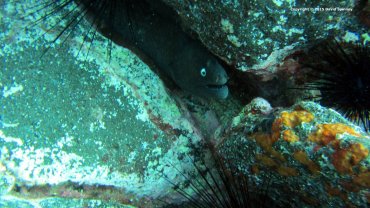 Black Moray Eel