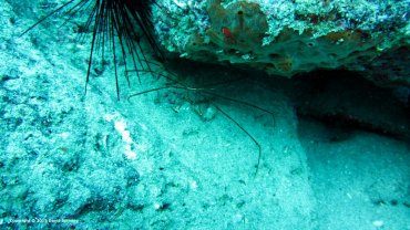 Arrow Crab