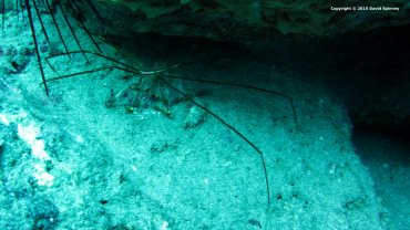 Arrow Crab