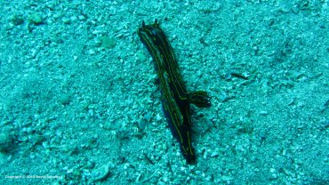 Nudibranch