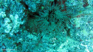 Anemone