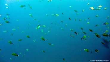 Lotsa Fish