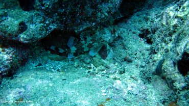 Lizzard Fish