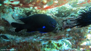 Damsel Fish