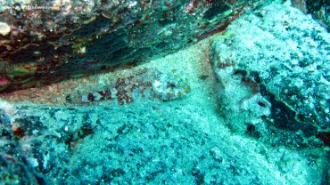 Scorpion fish