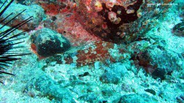 Scorpion Fish