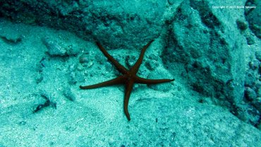 Starfish