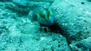 Fish Eating African Urchins