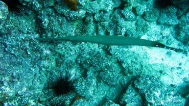Pipe Fish