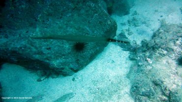 Pipe Fish