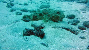Big Scorpion Fish