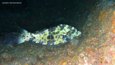 File Fish