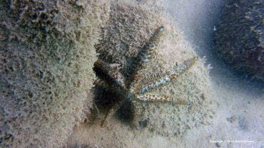 7 arm Star Fish