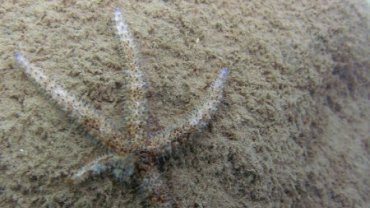 Star Fish