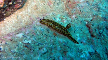 Nudibranch