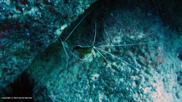 Cleaner Shrimp