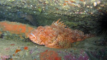 Scorpion Fish