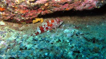 Scorpion Fish