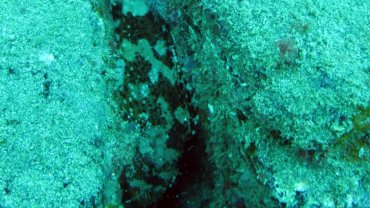 Scorpion Fish