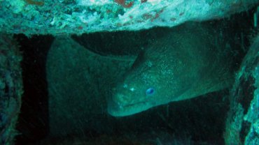 Green Moray