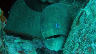 Green Moray