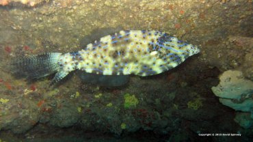 File Fish