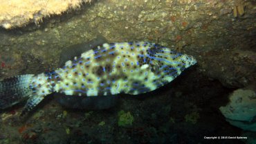 File Fish