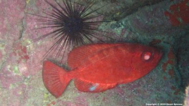 Glass Eye Fish