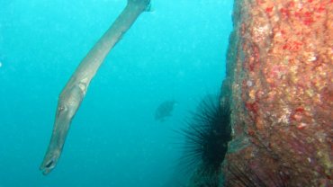 Trumpet Pipe Fish
