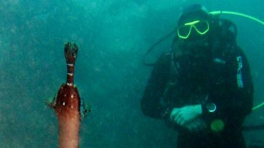 Trumpet Pipe Fish & Gary Fleet