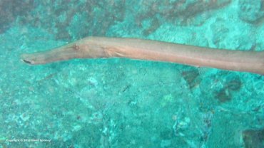 Trumpet Pipe Fish