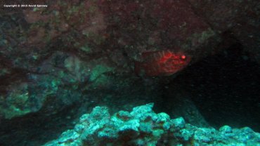 Glass Eye Fish