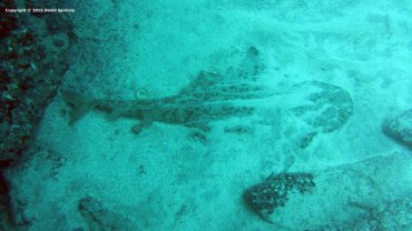 Angel Shark