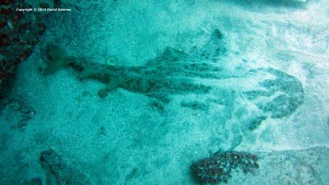 Angel Shark