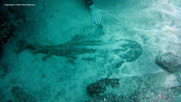 Angel Shark