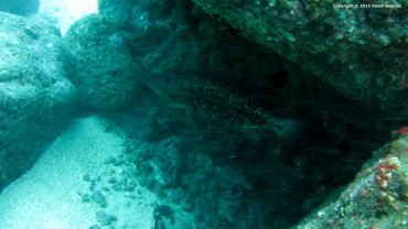 Grouper Fish