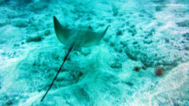 Ray