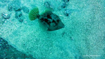 Juvenile File Fish