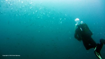 Wayne Fleet inside a ball of Sardines