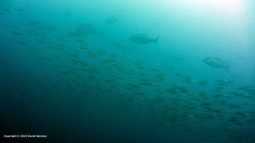 Tuna chasing sardines