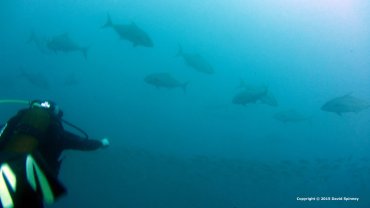 Tuna Chasing Sardines