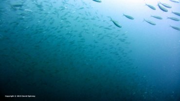 Sardines