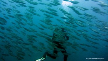 Wayne Fleet inside a ball of Sardines
